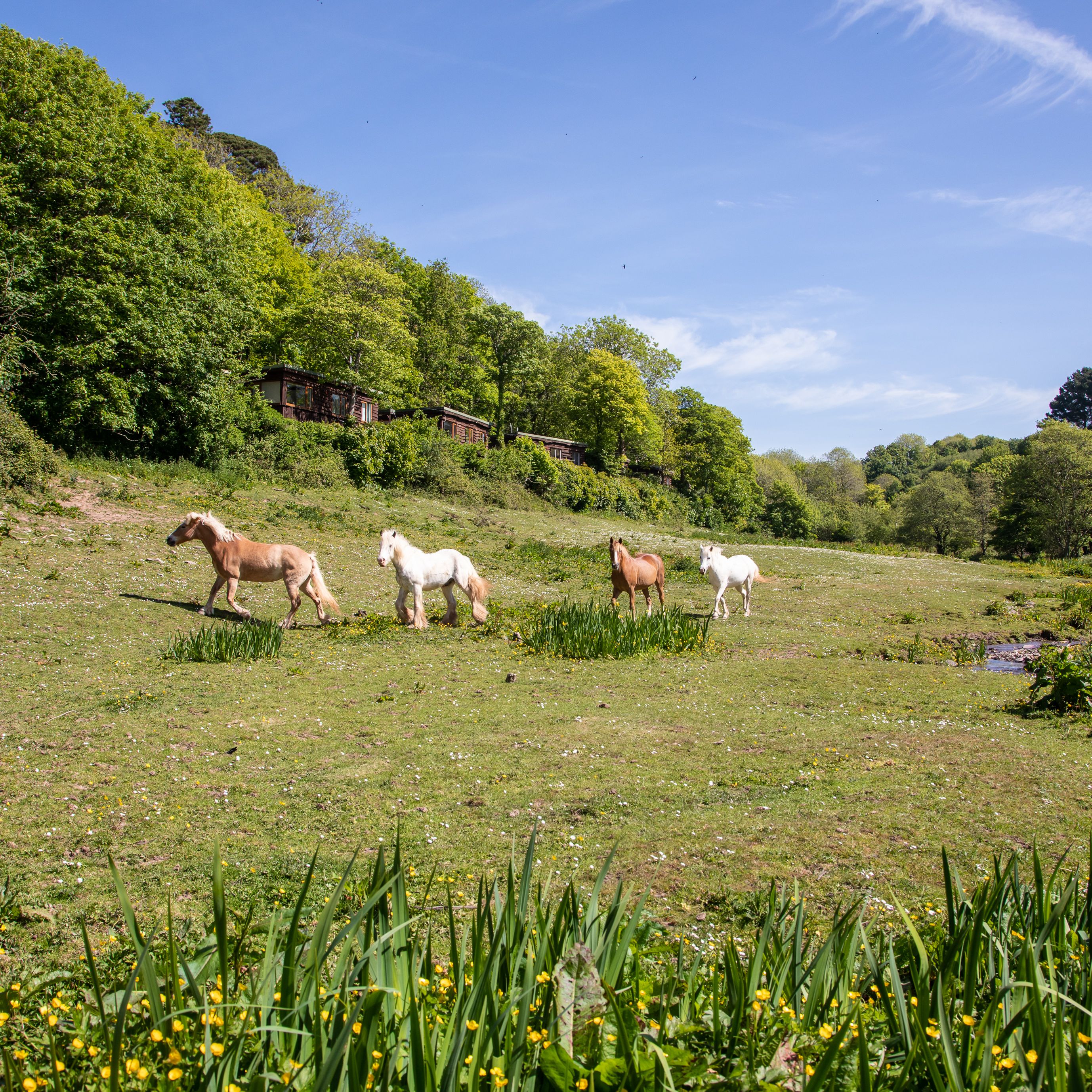 Four horses walking in a green field with trees and small cabins in the background on a sunny day