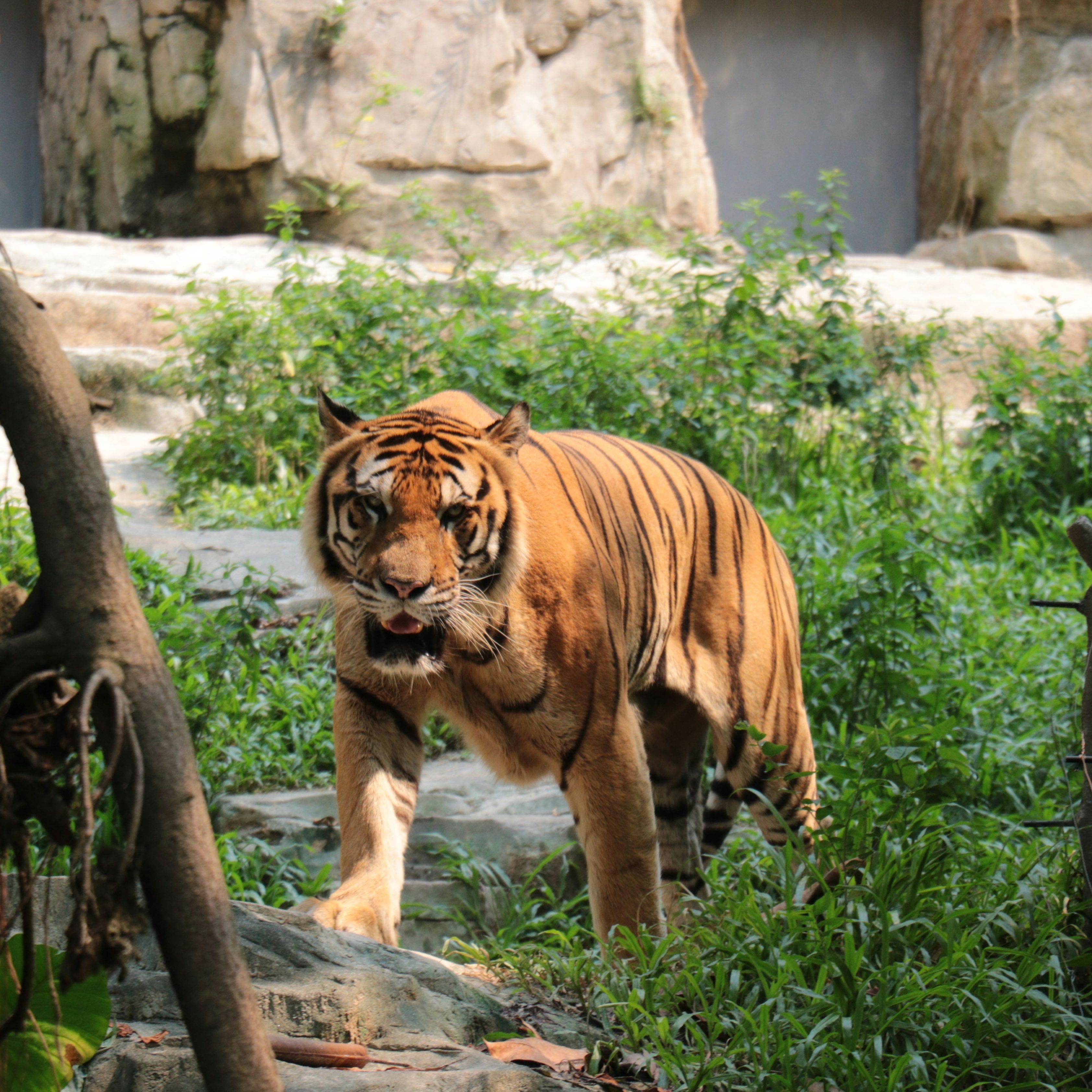 A tiger walking through lush green vegetation in a naturalistic enclosure.