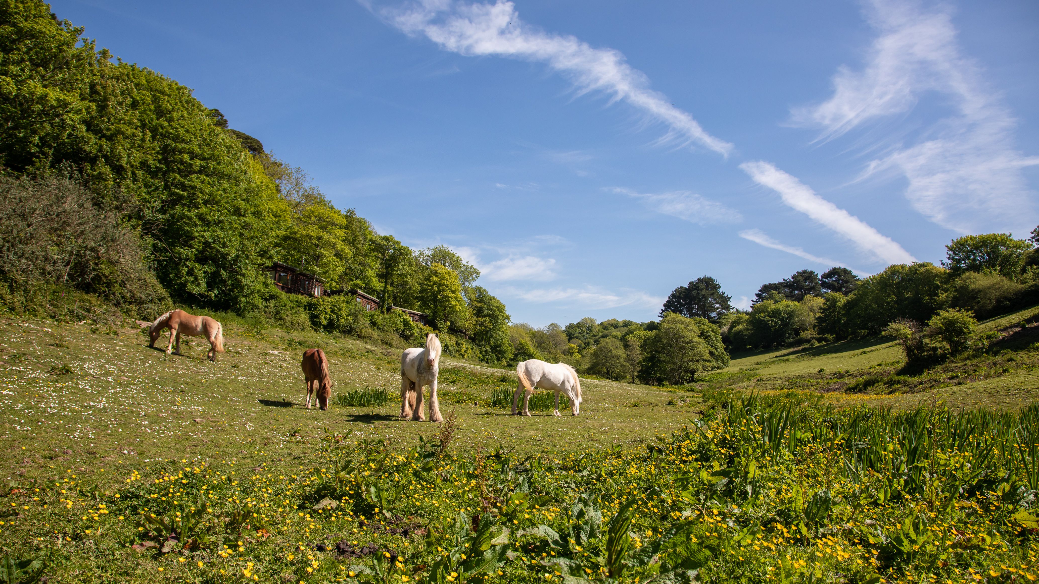 Horses grazing in a sunny field surrounded by green trees and wildflowers under a blue sky with wispy clouds.