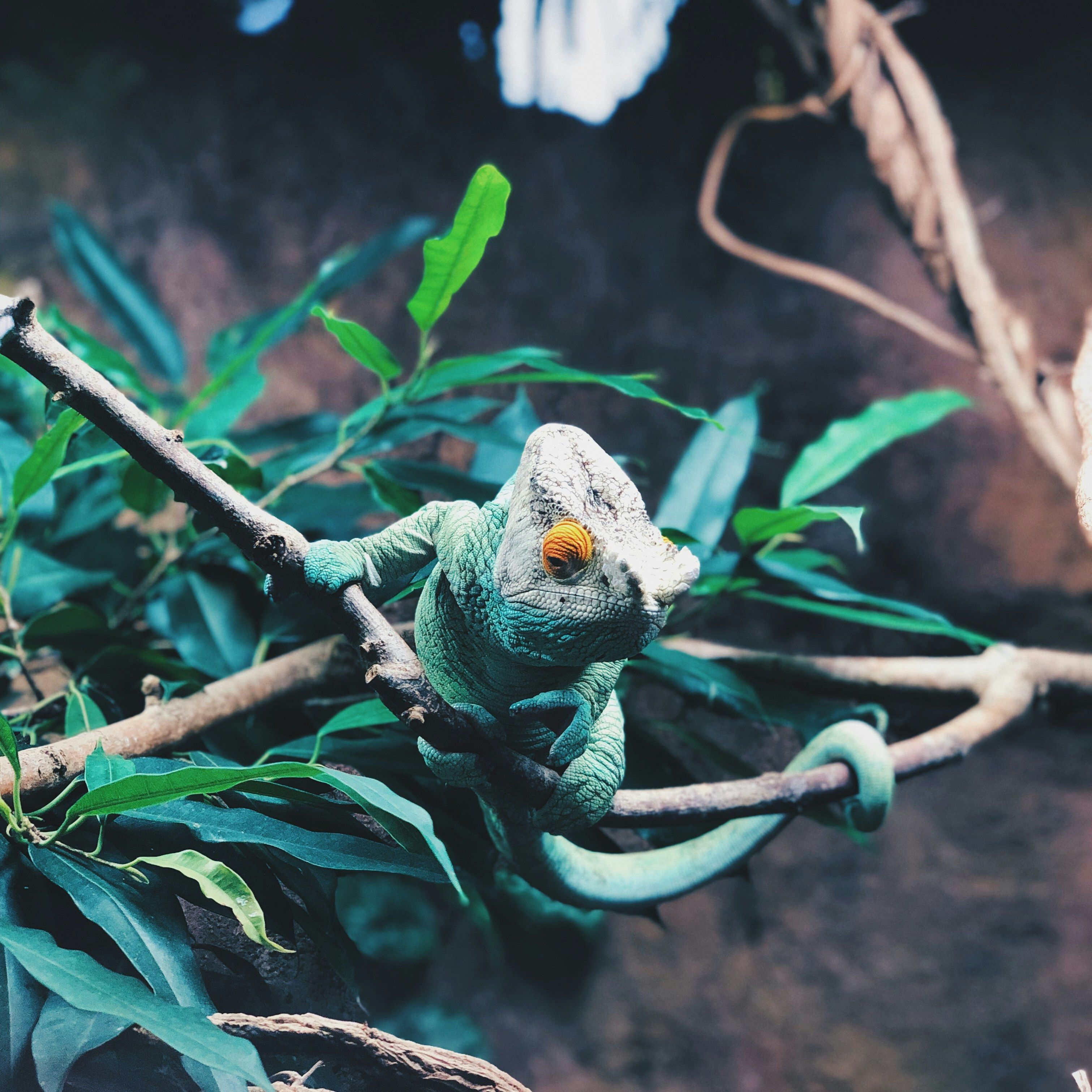 Green chameleon with orange eyes perched on a branch surrounded by green leaves