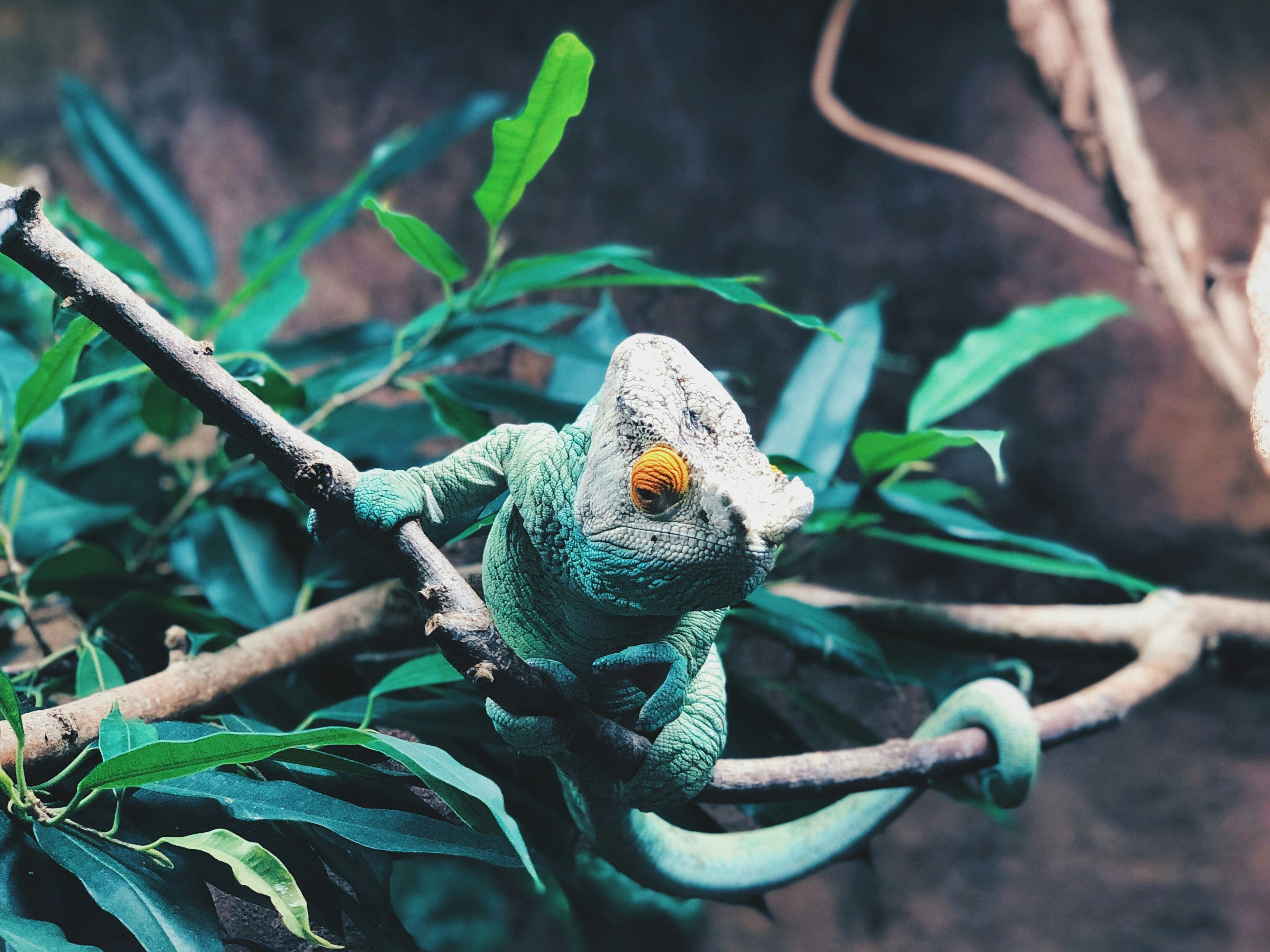 Green chameleon with orange eyes perched on a branch surrounded by green leaves