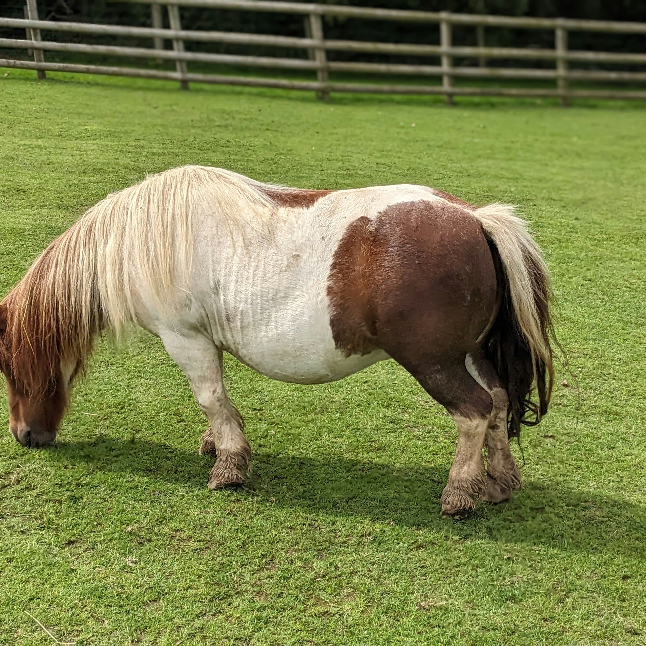 A brown and white pony grazing on a grassy field