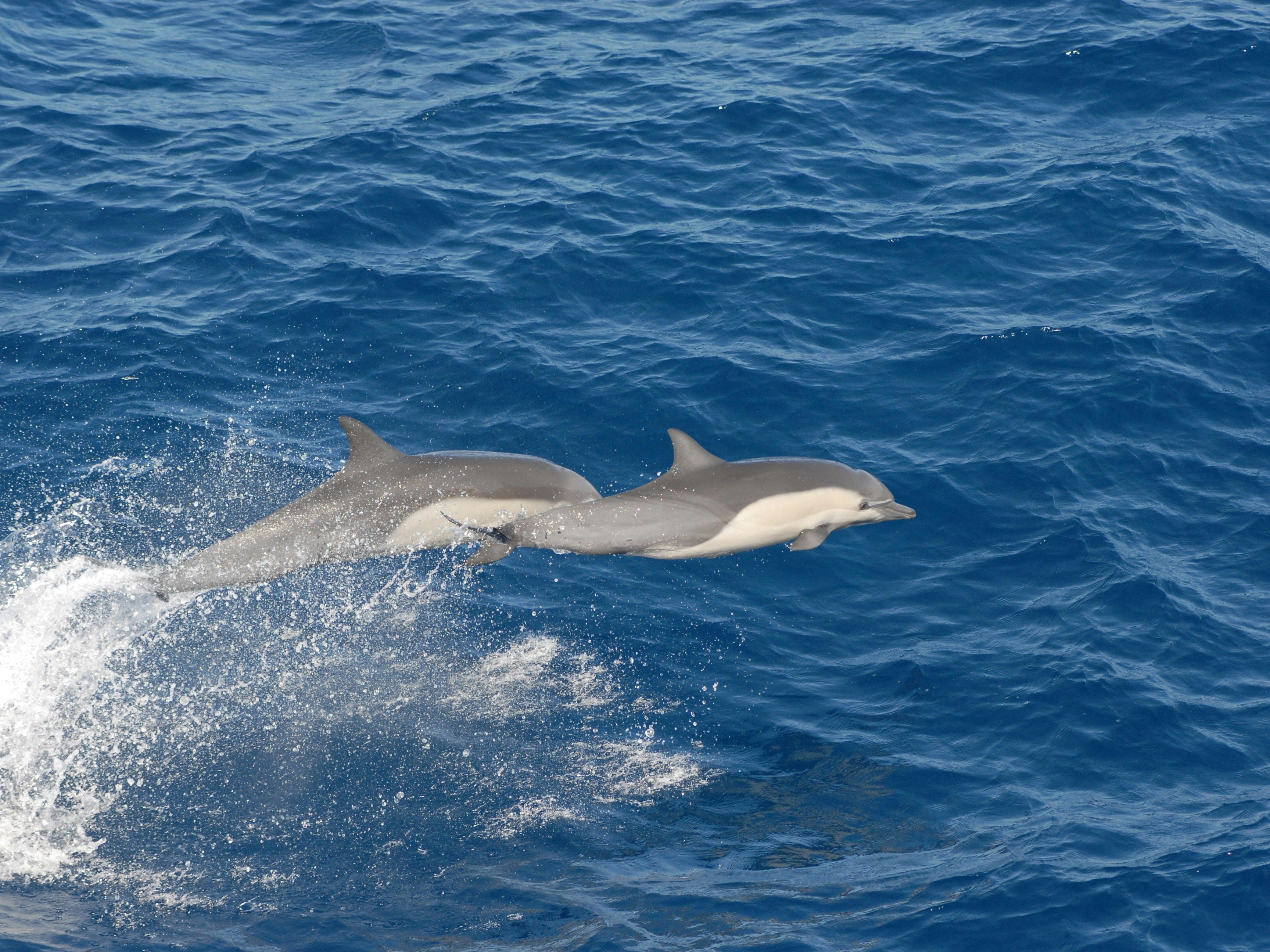 Two dolphins leaping out of the water in the ocean