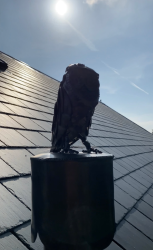 Metal Owl