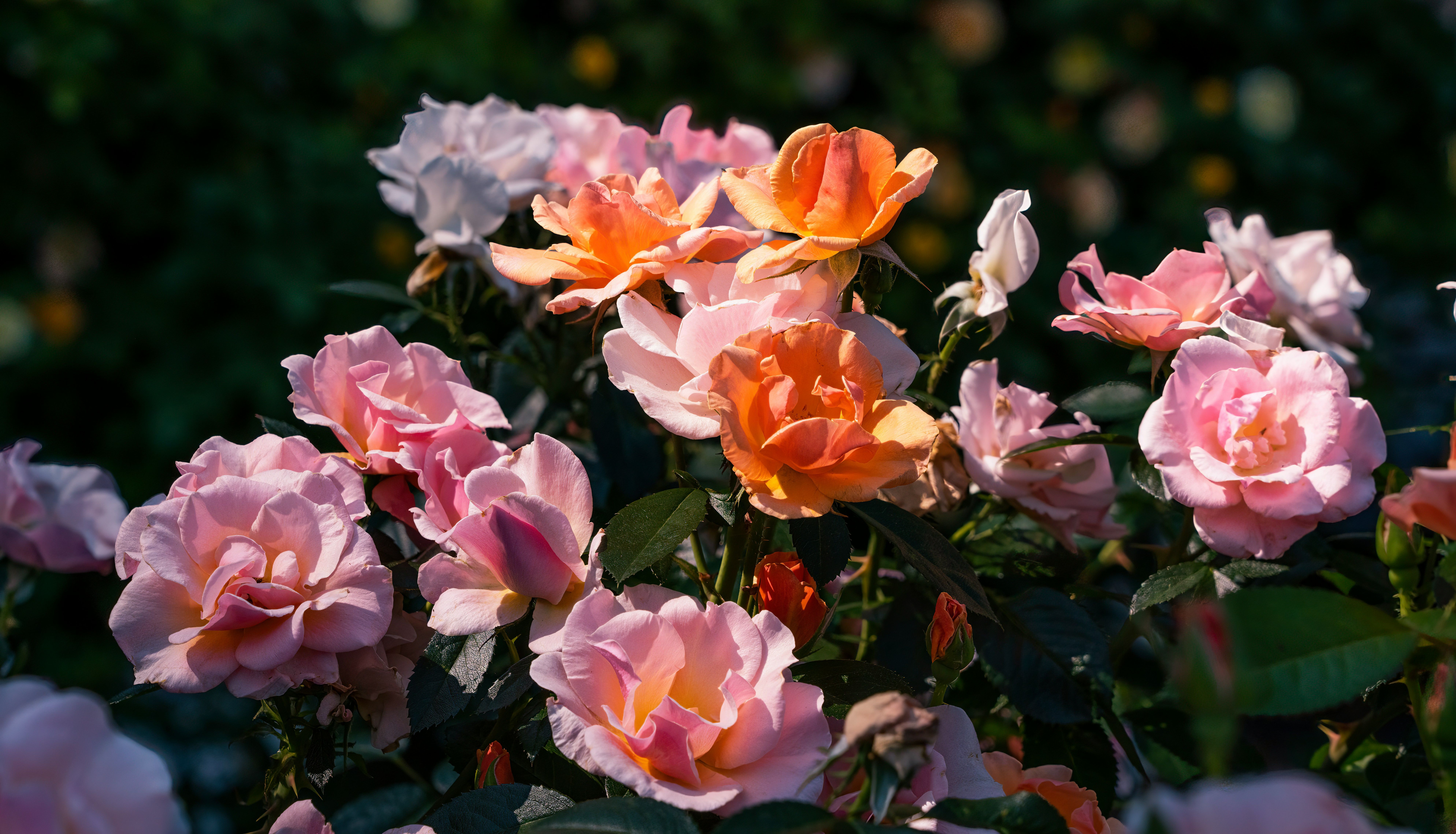 Pink and orange roses in sunlight with a dark green blurred background