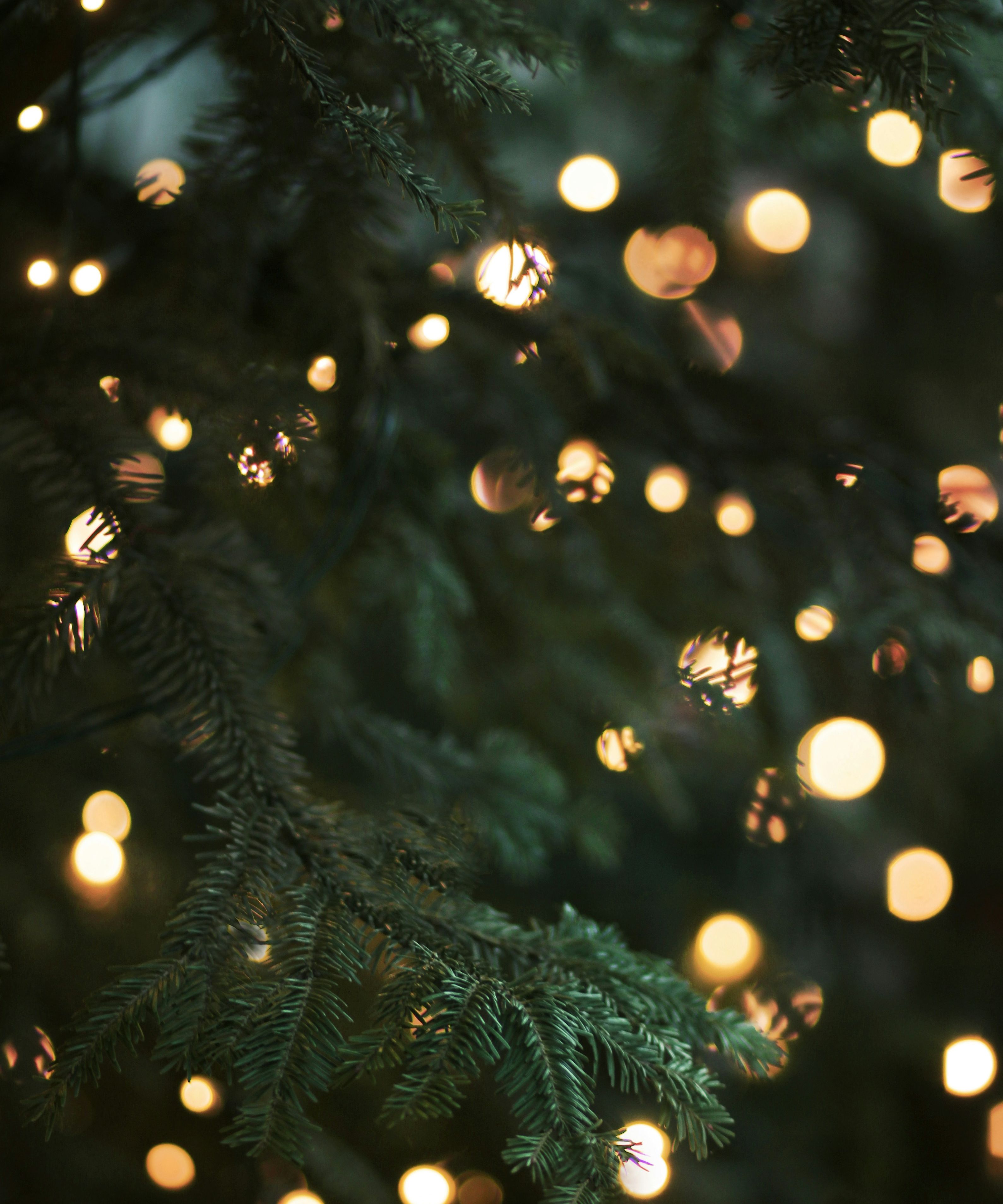 Soft-focus Christmas tree branches with warm fairy lights creating golden bokeh