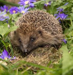 Hedgehog in grass surrounded by purple flowers