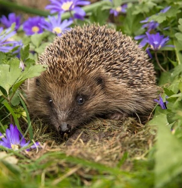 Hedgehog in grass surrounded by purple flowers