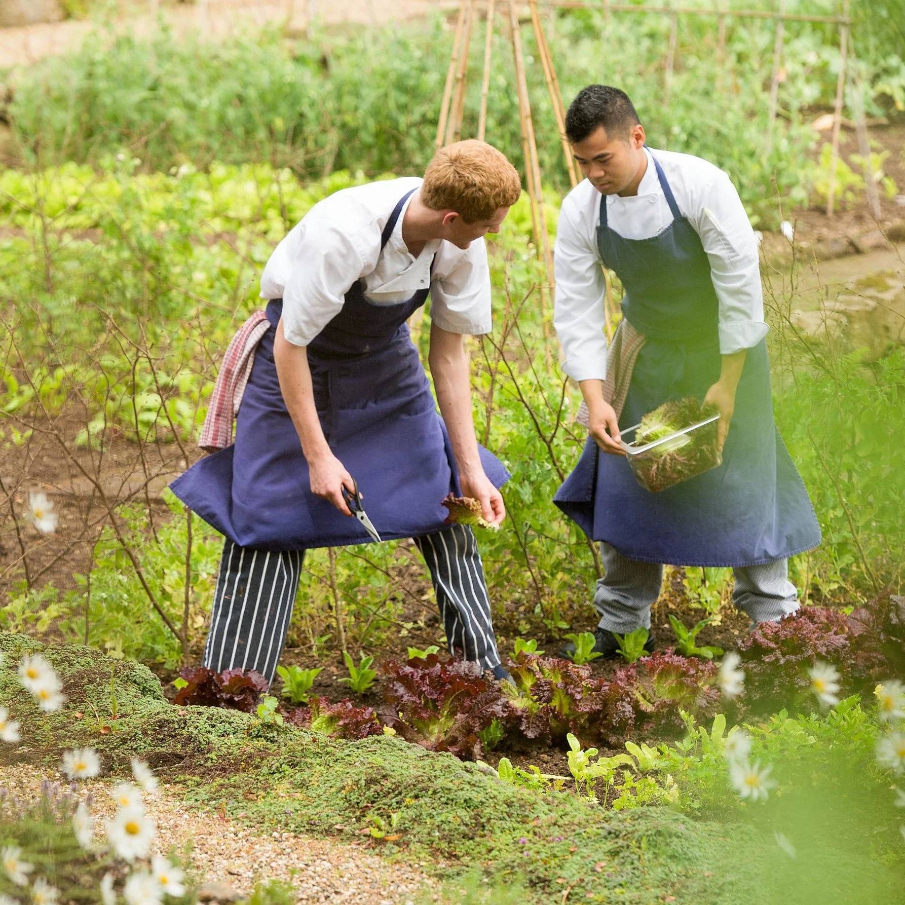 Two chefs in blue aprons harvesting lettuce in a garden