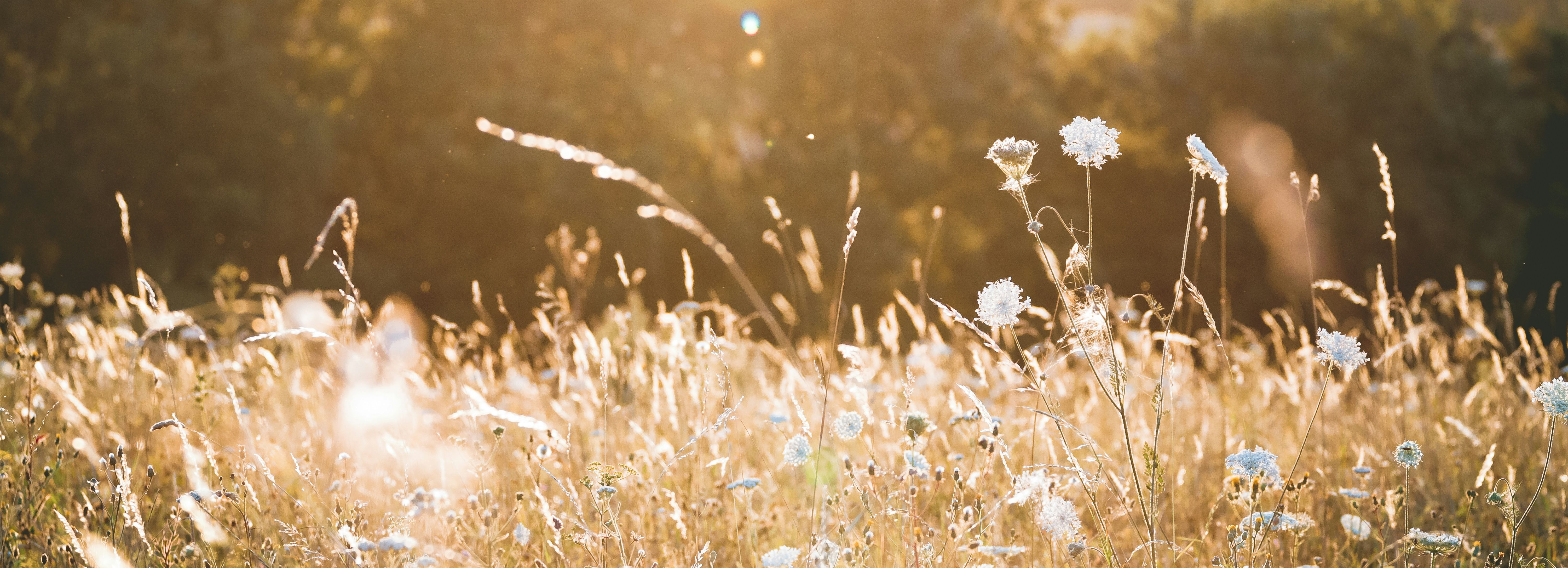 Wildflowers in a sunlit meadow with trees in the background.