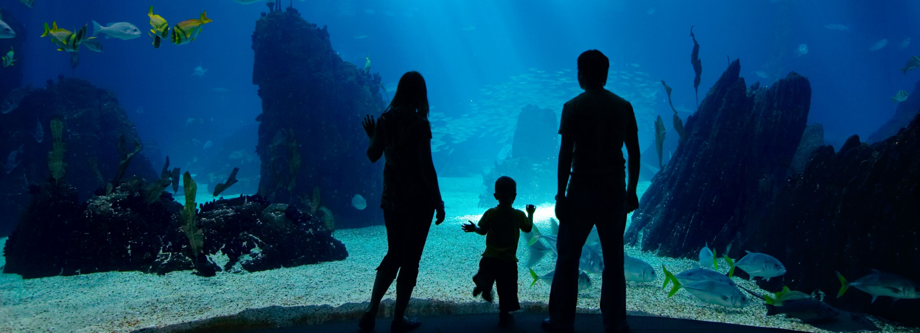 Silhouette of a family watching fish in a large aquarium exhibit.