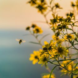 Bee by yellow flowers