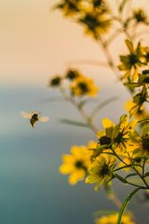 Bee by yellow flowers