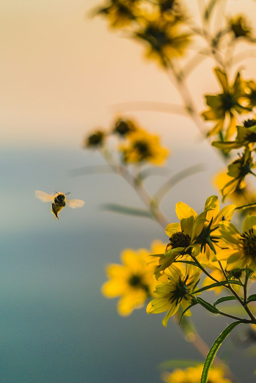 Bee by yellow flowers
