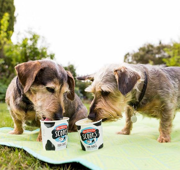 dogs eating ice cream