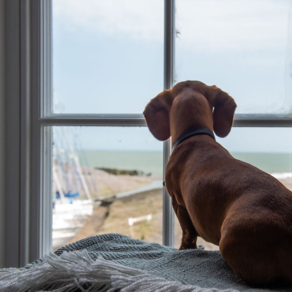A dachshund dog looking out of a window towards the sea.