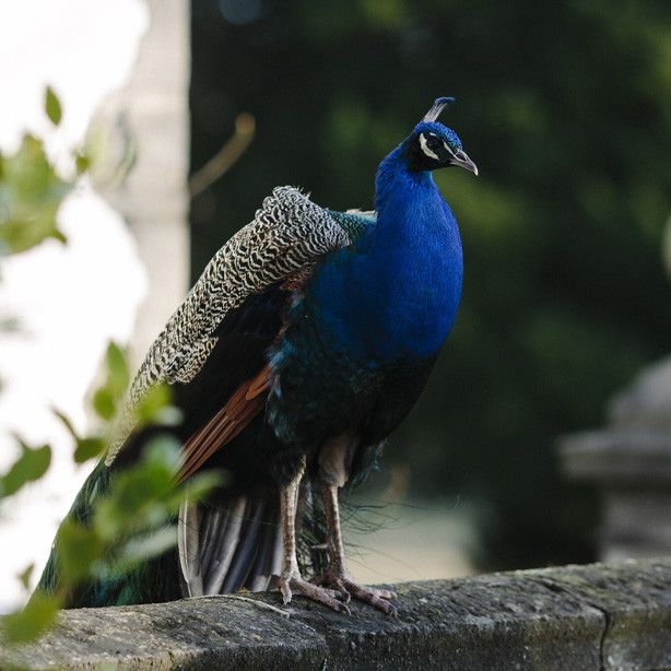 A peacock standing on a stone railing