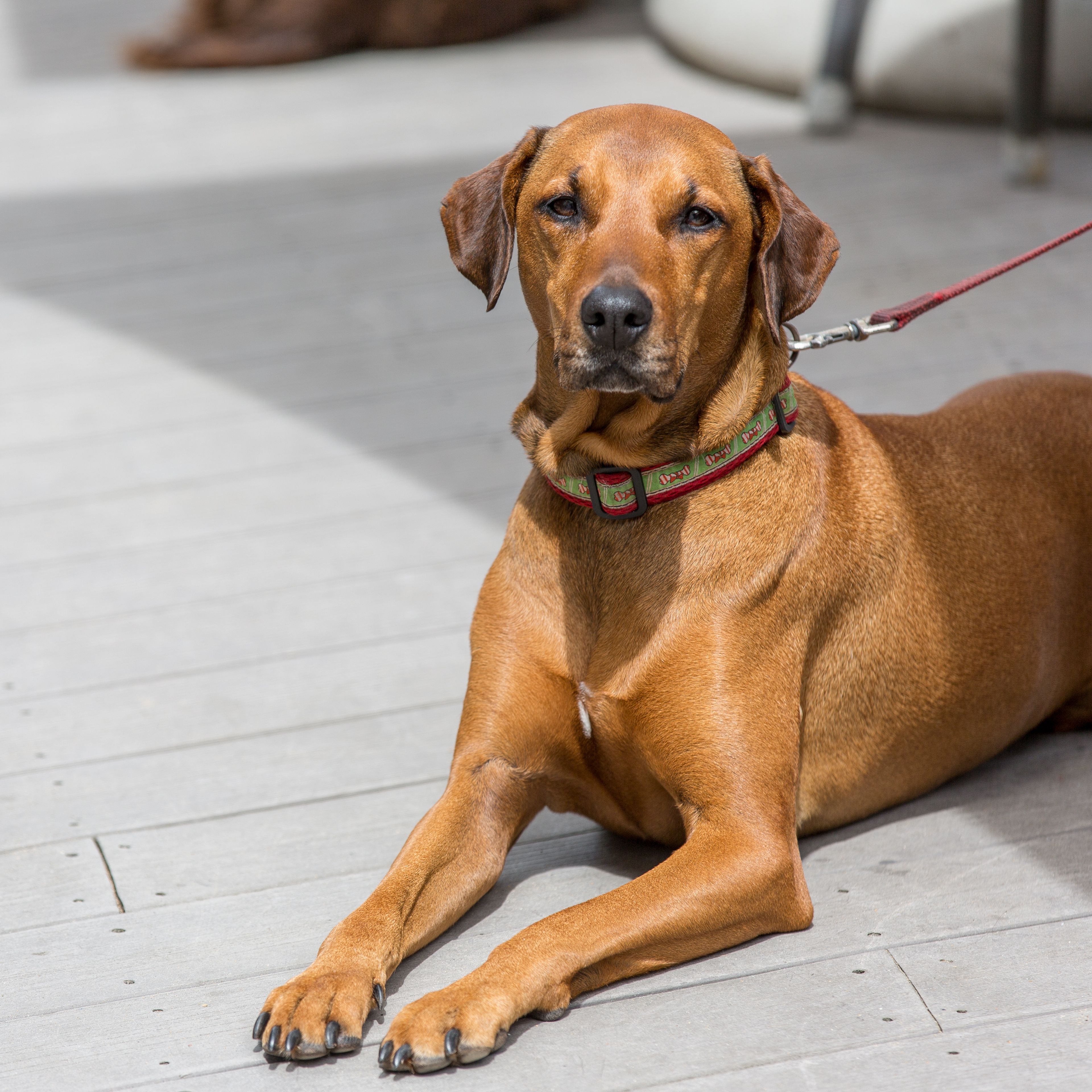 2016-06-23-ss-Restaurant-42