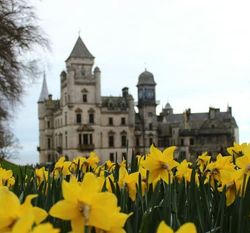 Yellow daffodils blooming in front of a large historic castle