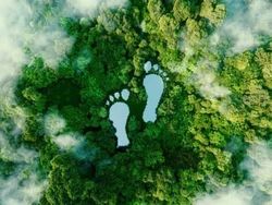 Aerial view of a forest with two large footprints shaped as clearings or water bodies in the trees.