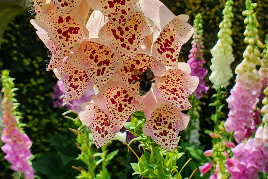 Ascott House Carder Bee