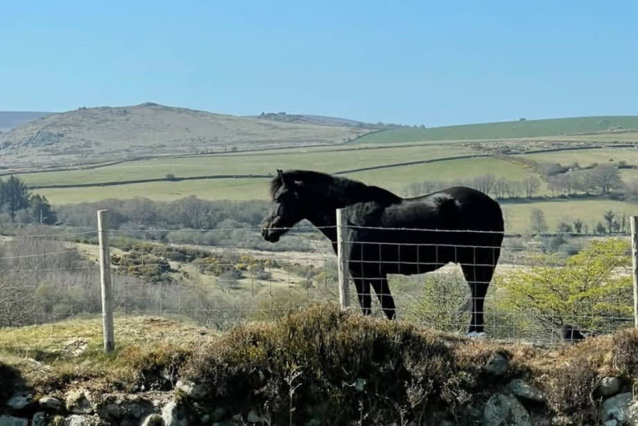 Dartmoor Pony