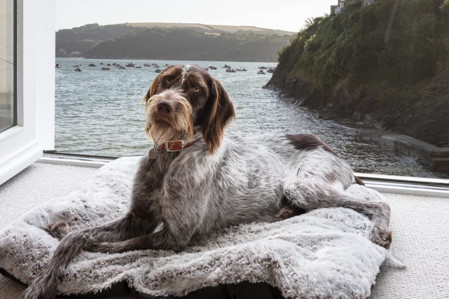 Dog lying outside dog friendly hotel room in Salcombe