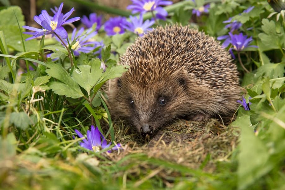 A hedgehog in a garden