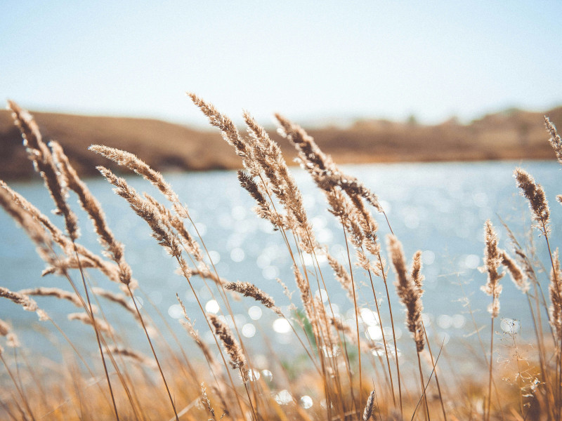 Lake view through grasses