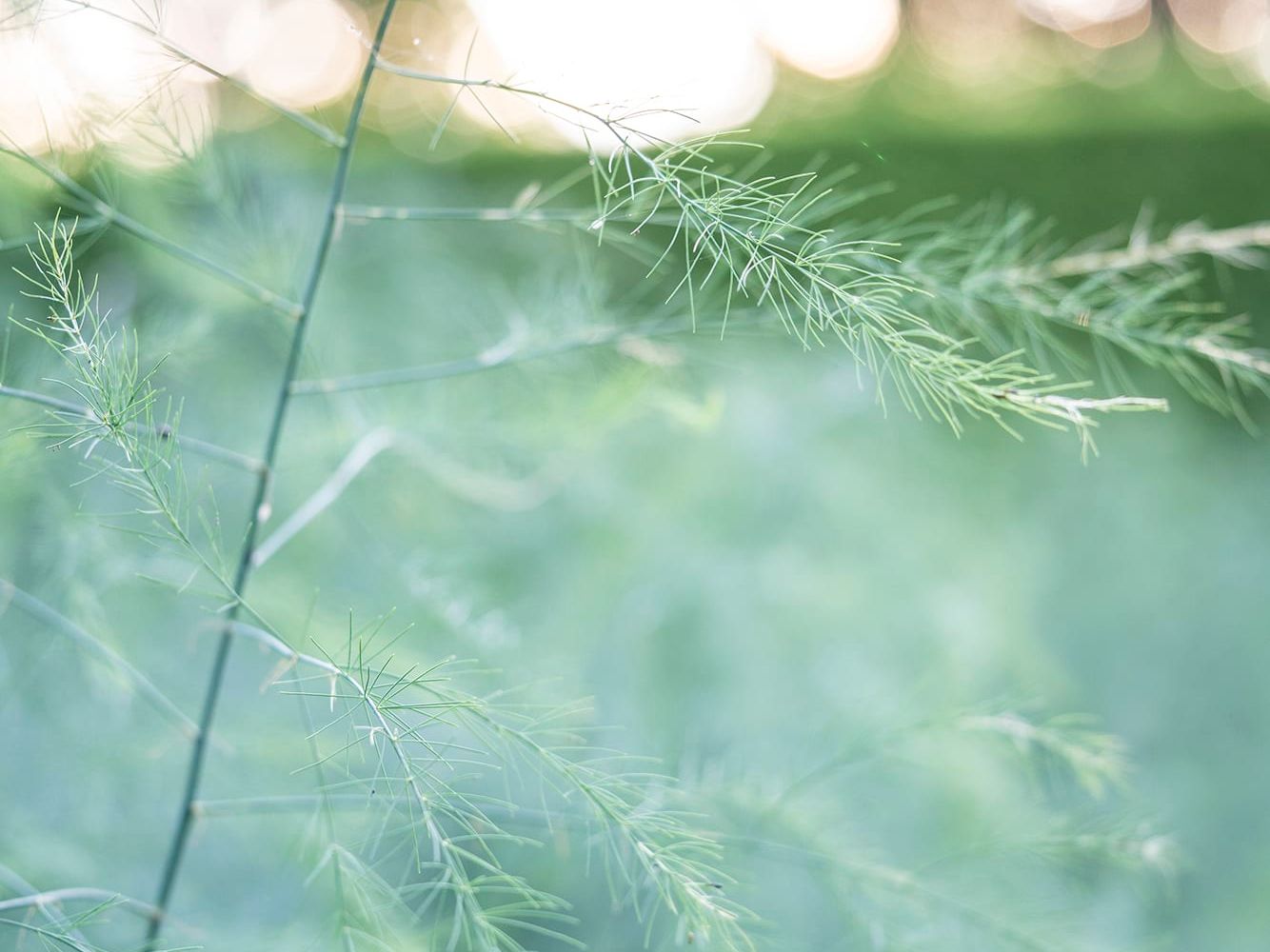 Beechfield house exterior grasses