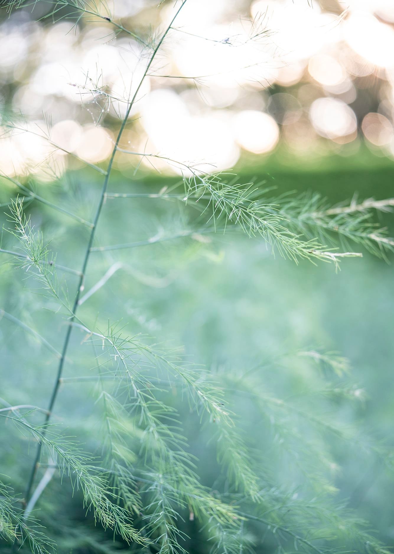 Beechfield house exterior grasses