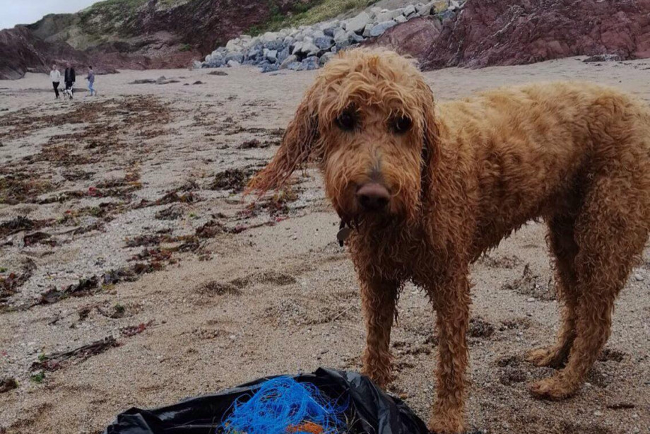 118719193-2719238638347113-5448033900192708533-n