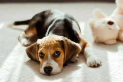 ciocan-ciprian-dxi5bAG7az8-unsplash