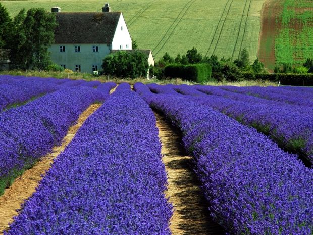 sg_culture_cotswoldlavenderannouncesopeningdates_news