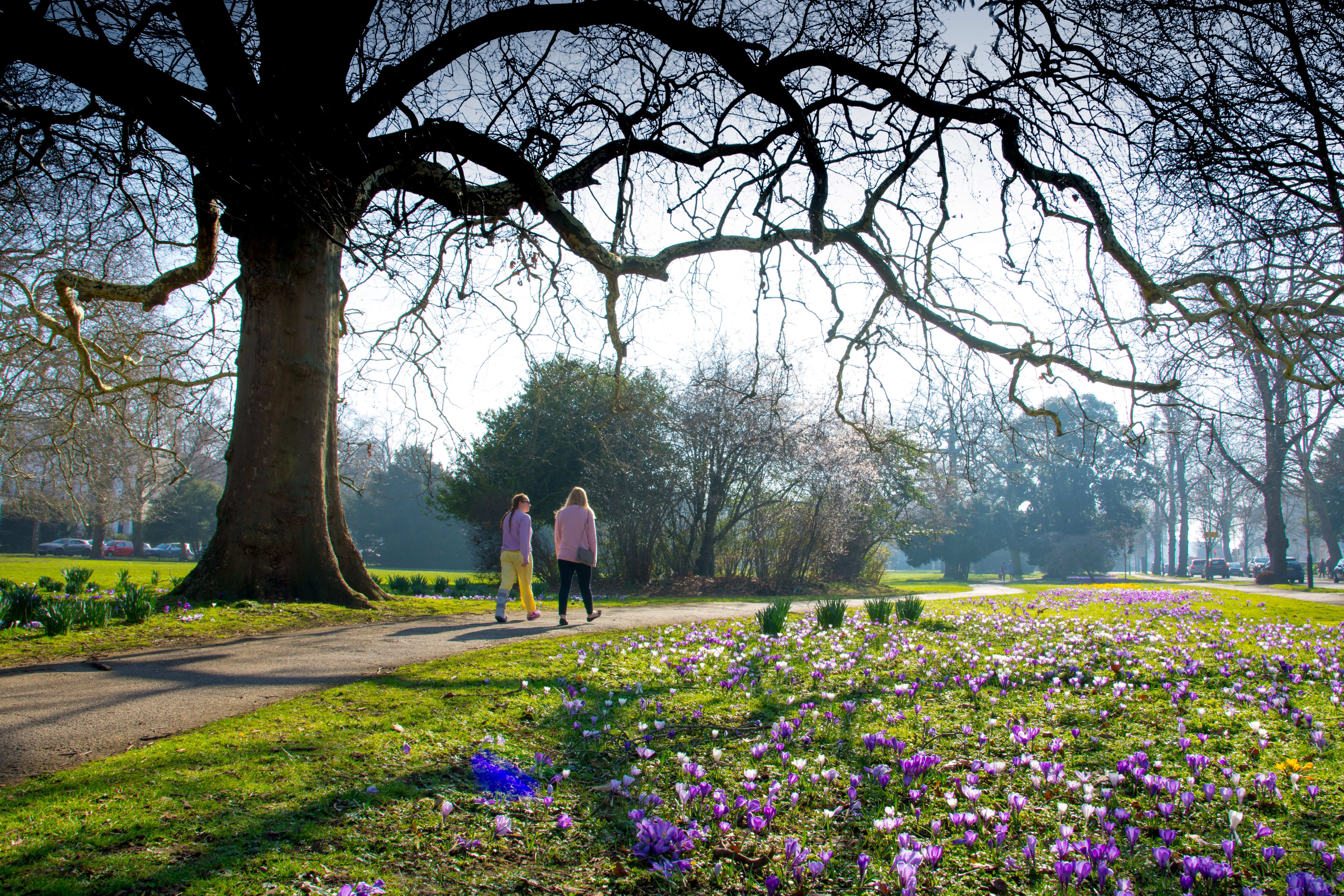 People walking through a park