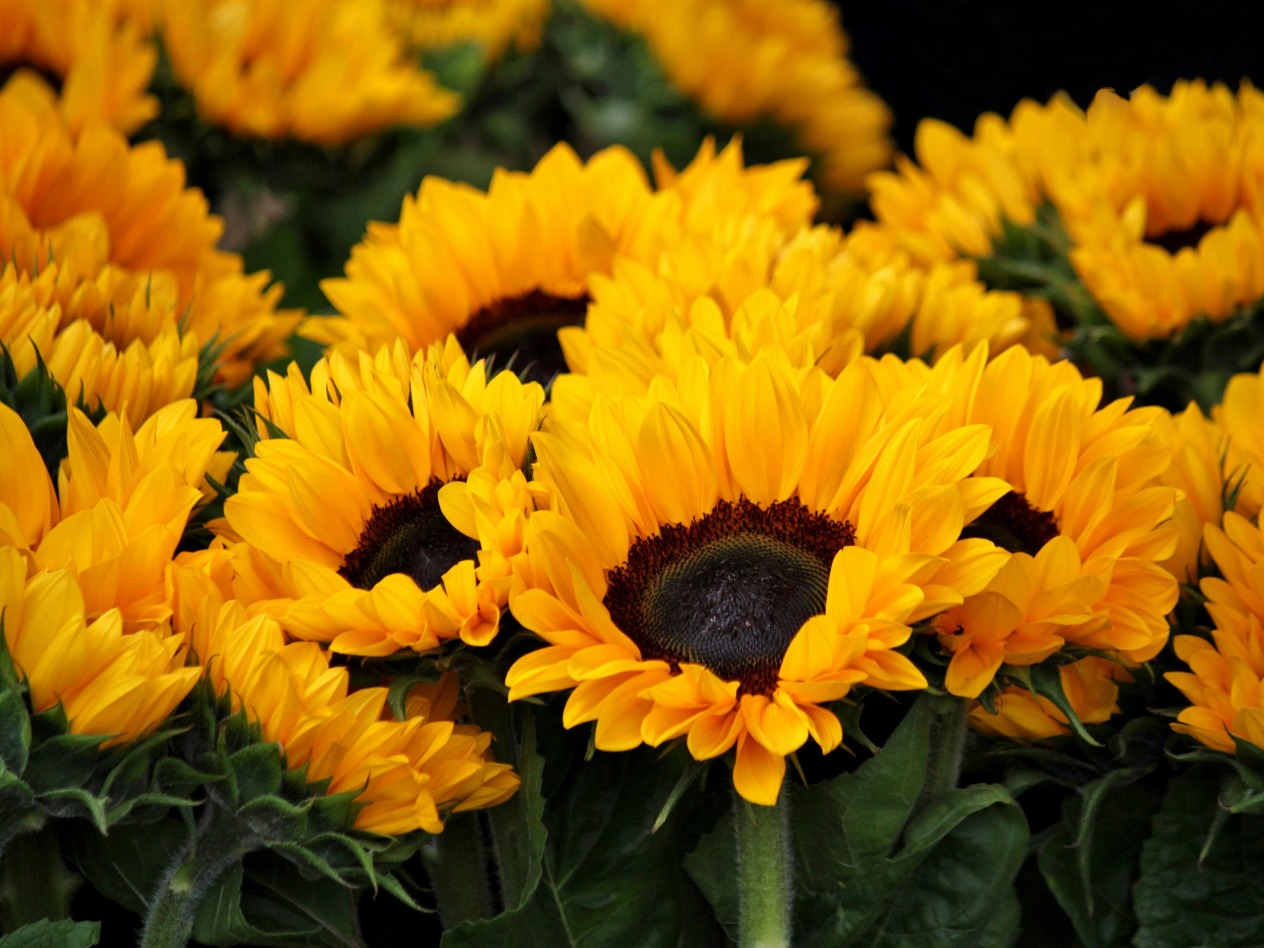 pexels-pixabay-54267