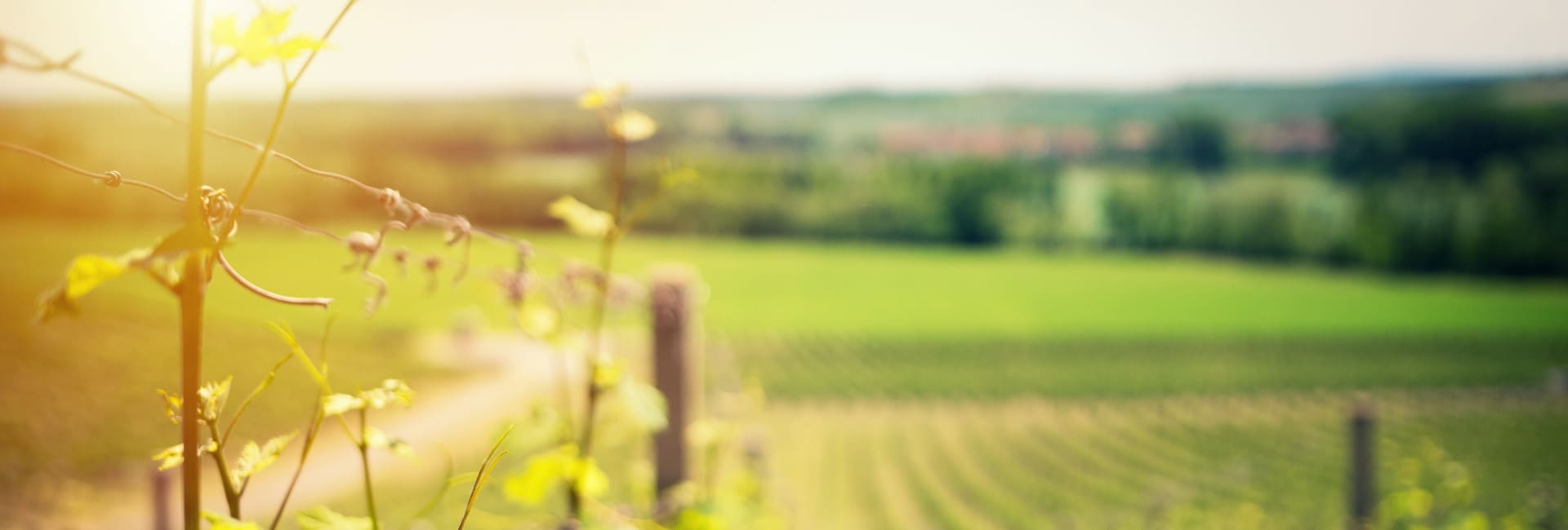 vineyard