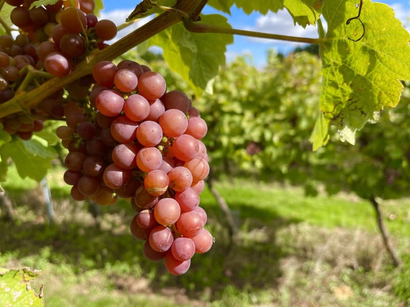 Little Oak Vineyard