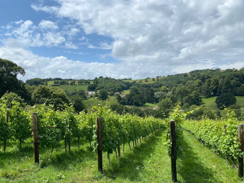 Woodchester Valley Vineyard