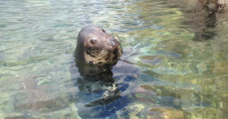 Sammy at Babbacombe beach