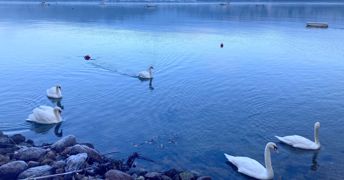 Swans on river Teign, The Rosary ,Shaldon