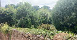 Stokeinteignhead apple trees