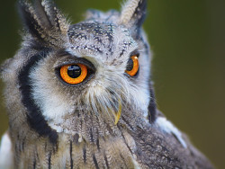 Owl Face