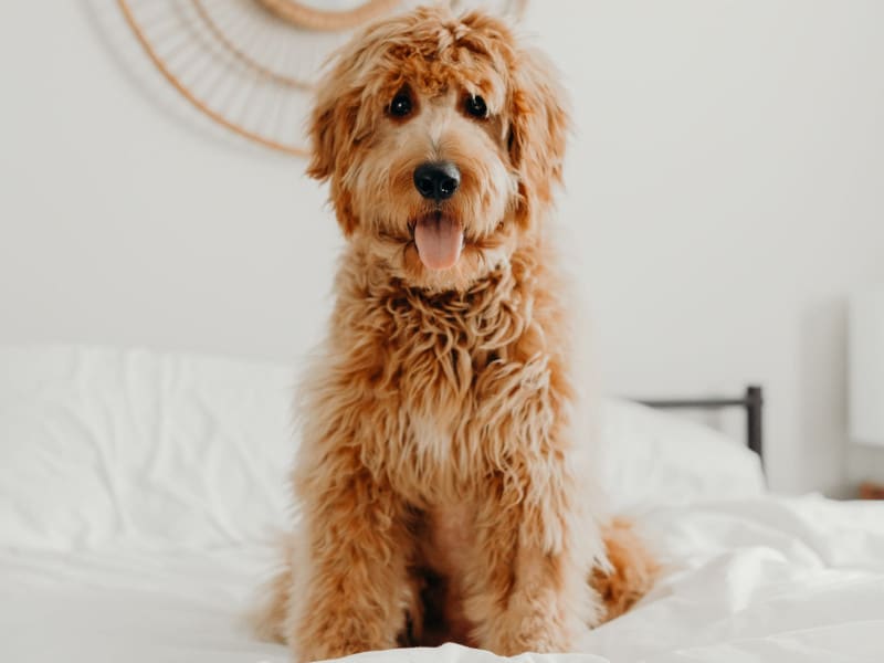 brooke-cagle-Ntm4C2lCWxQ-unsplash