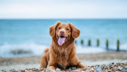 dog on beach