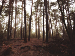 wood-1209134_960_720