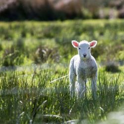 White lamb in a field