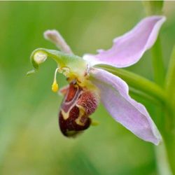 A purple flower