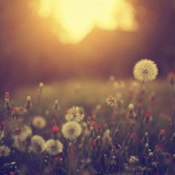 Field with Dandelions and small red flowers with the sun shining on them