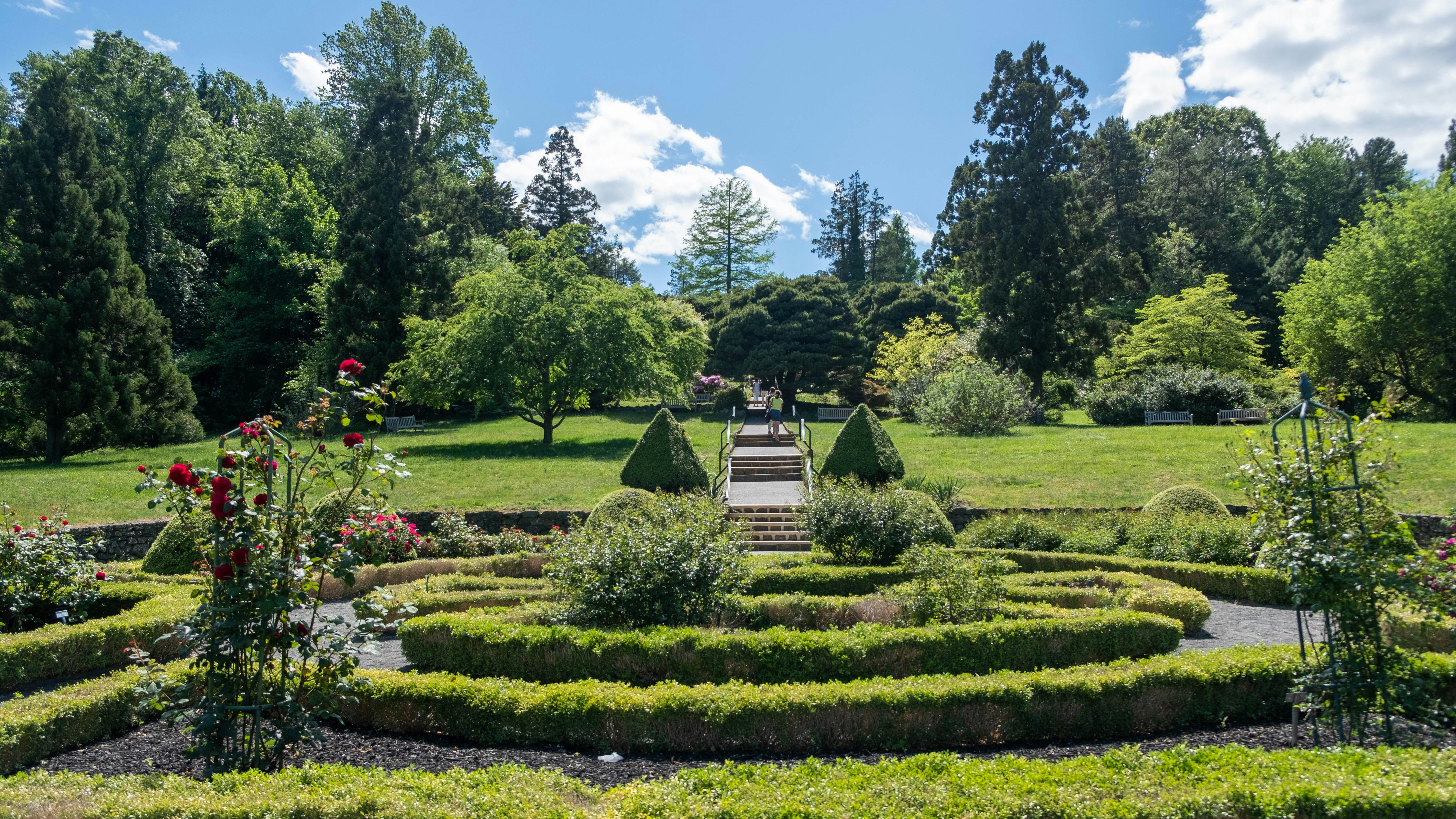 Beautiful formal garden with geometric hedges, blooming roses, and steps leading up to a grassy area surrounded by tall trees.